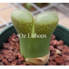 C.praesectum (Gemsbokvlakte) - Seed